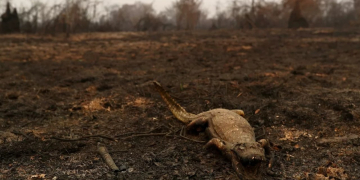 Foto: Amanda Perobelli/Reuters