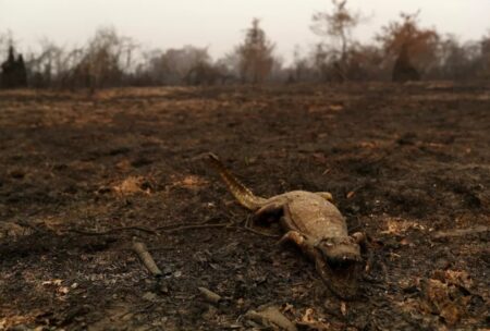 Queimadas no Pantanal já superam em 16 dias todos os meses de setembro