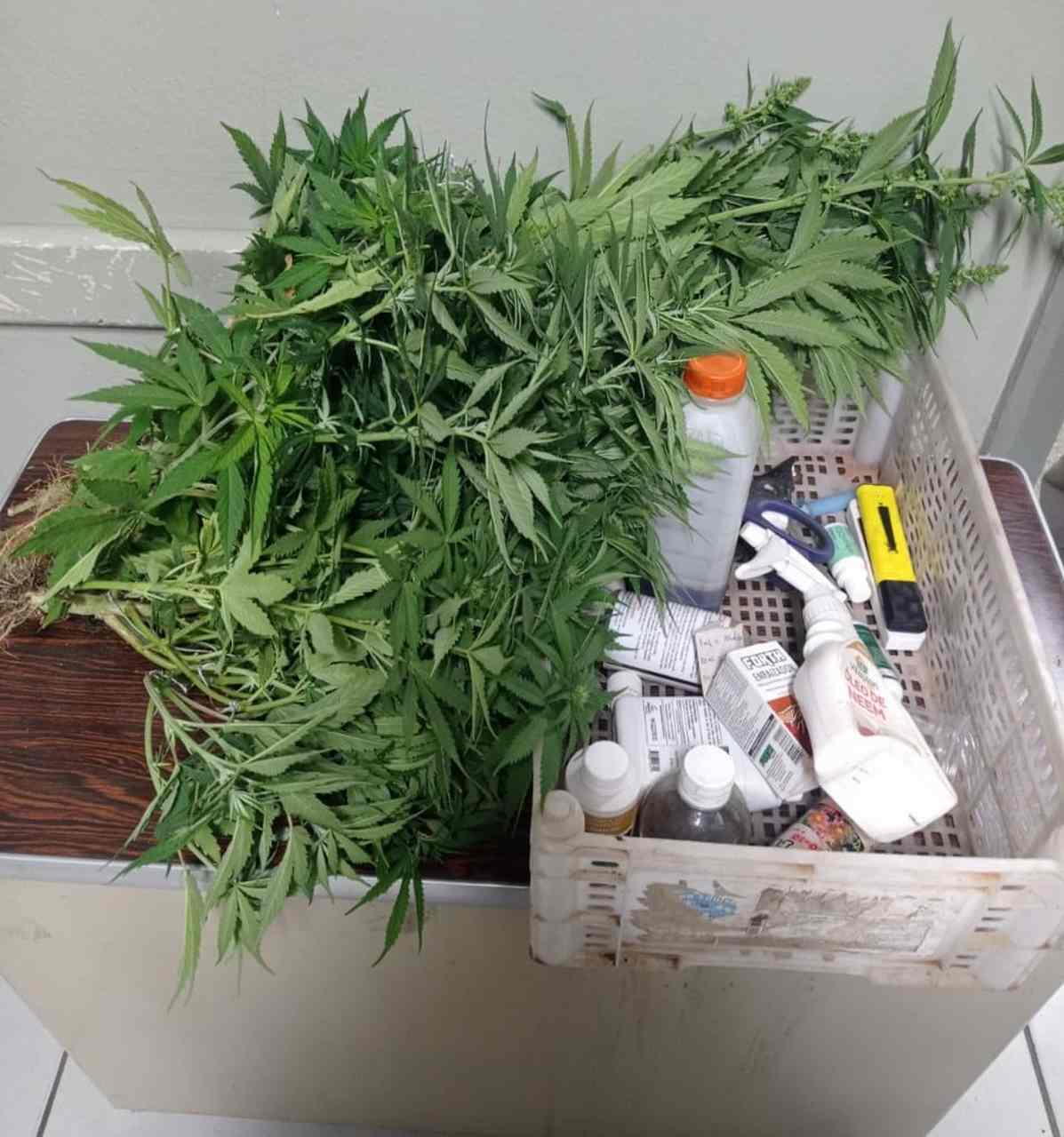 Em Piracicaba, traficante confessa plantar maconha em casa e é preso pela Força Tática
