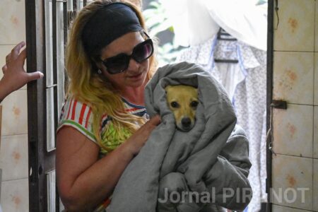 Em Piracicaba, cachorros socorridos de canil clandestino passarão por tratamento veterinário