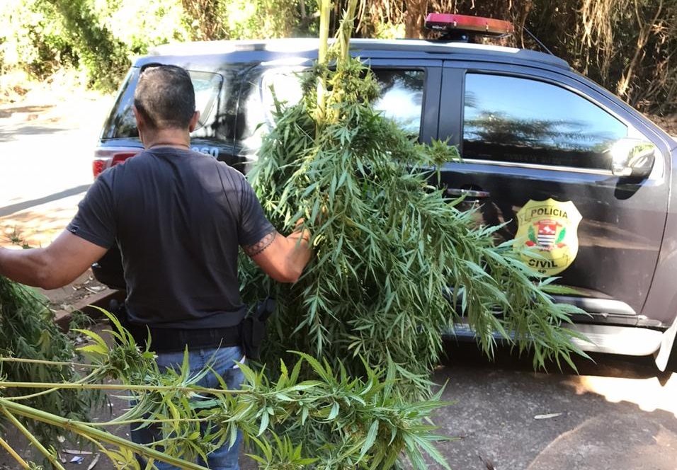 Em Piracicaba, Polícia Civil prende jovem de 20 anos que plantava maconha na chácara da família