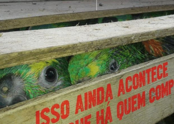 Foto: Polícia Ambiental