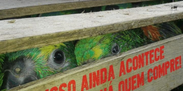 Foto: Polícia Ambiental