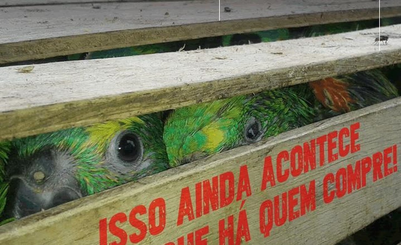 Polícia Ambiental realiza em todo o Estado de SP a “Operação Francisco de Assis”