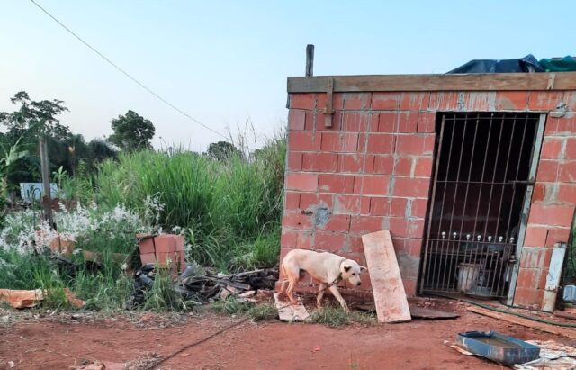 Em Piracicaba, cão é resgatado com maus-tratos