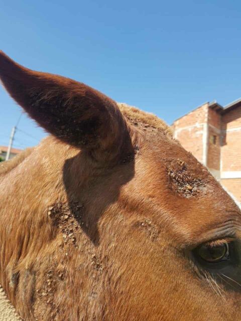 Cavalo debilitado, vítima de maus-tratos, é resgatado em Piracicaba