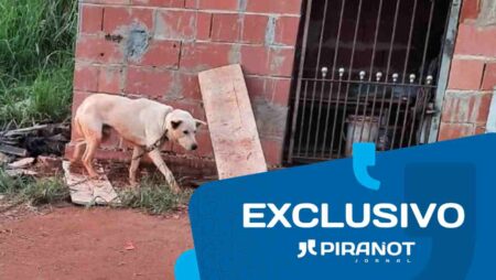 Em Piracicaba, cão é resgatado com maus-tratos