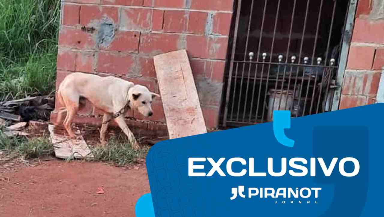 Em Piracicaba, cão é resgatado em situação de maus-tratos