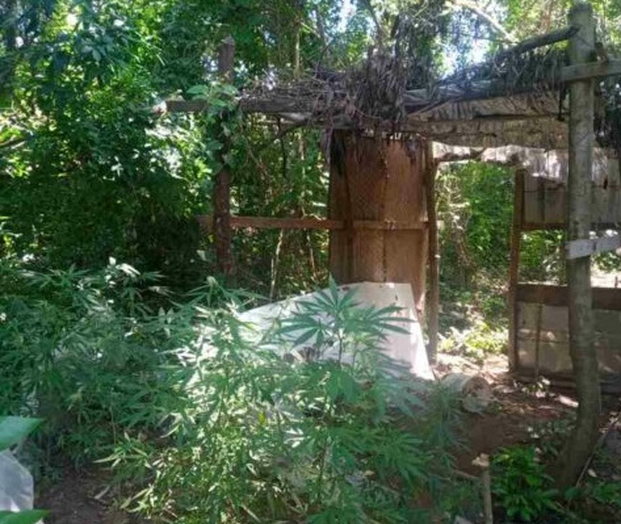 Plantação de maconha é encontrada em área rural de Piracicaba