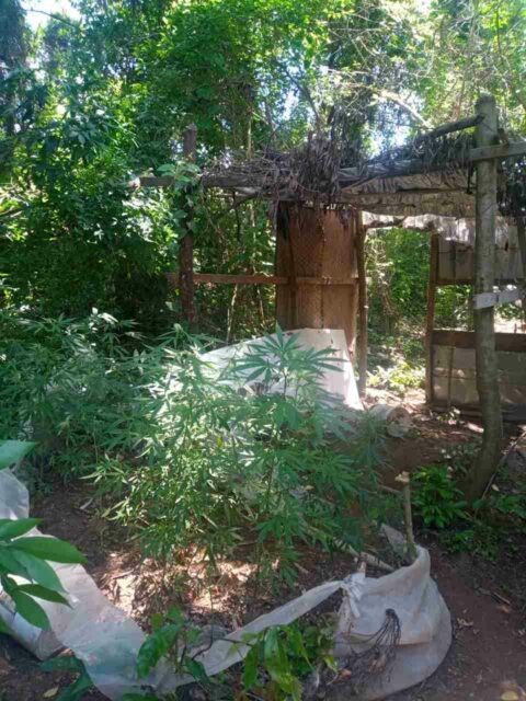 Plantação de maconha é encontrada em área rural de Piracicaba