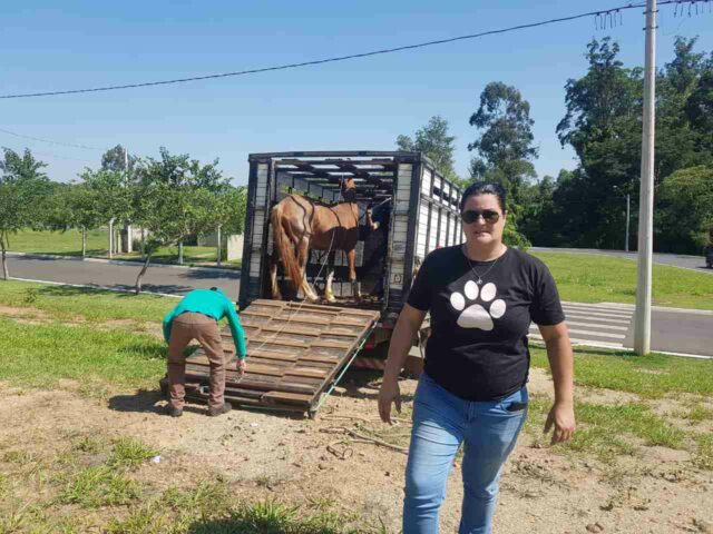 Cavalo debilitado, vítima de maus-tratos, é resgatado em Piracicaba