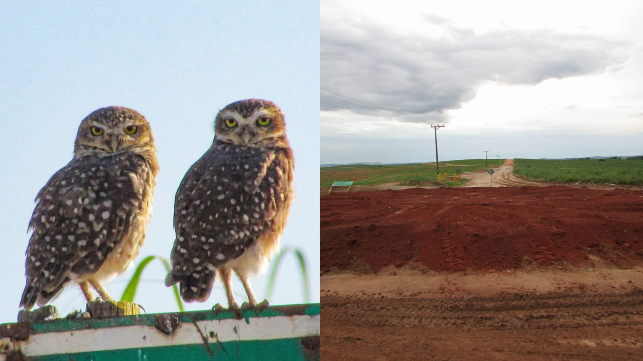 Em Piracicaba (SP), construção de rotatória destrói ninho de coruja-buraqueira