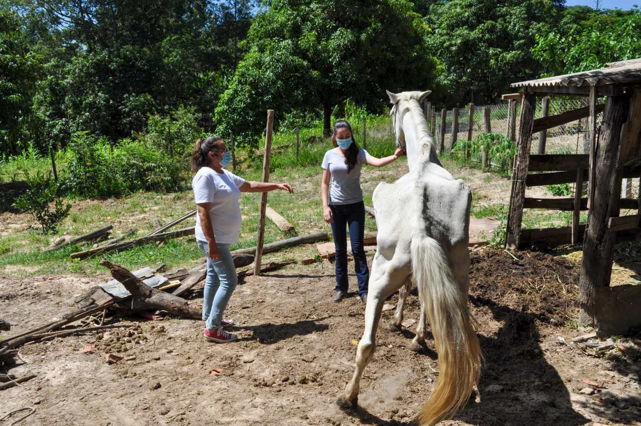 Em Piracicaba, cavalo idoso é resgatado magro, doente e debilitado