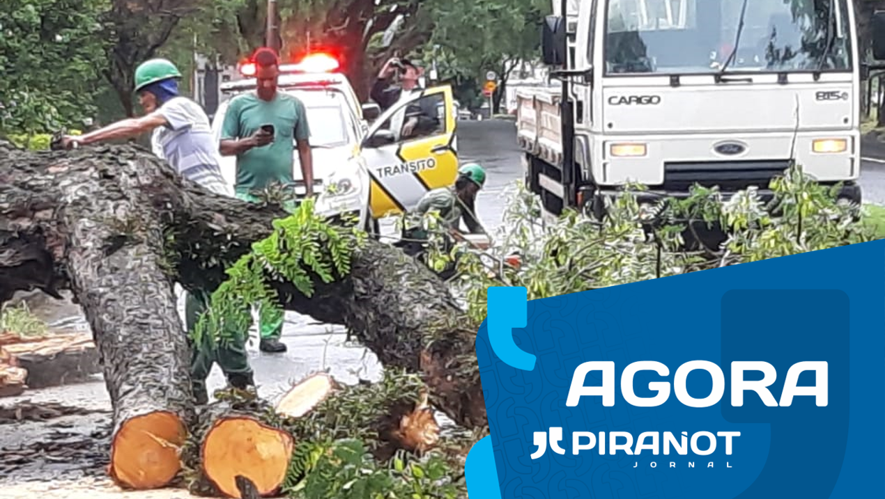 Árvore cai e interdita avenida durante chuva em Piracicaba (SP)