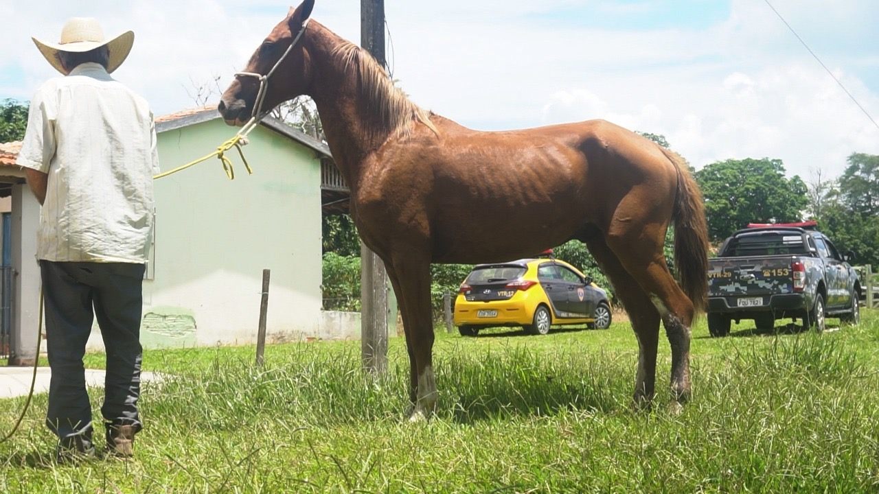 Em Piracicaba (SP), cavalos são resgatados machucados na zona rural