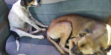 Foto: Polícia Militar