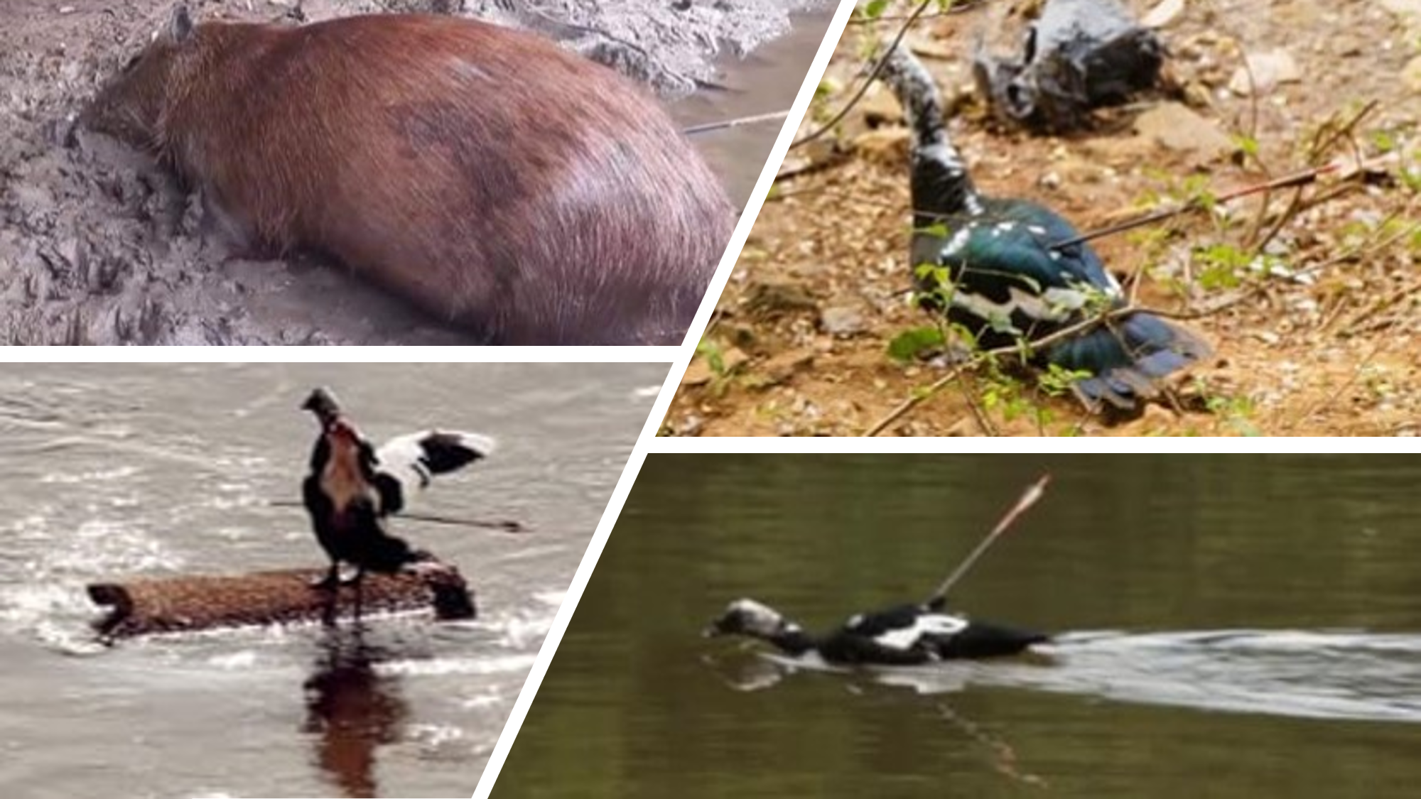 Piracicaba (SP): animais da Rua do Porto são vítimas de atirador de flechas