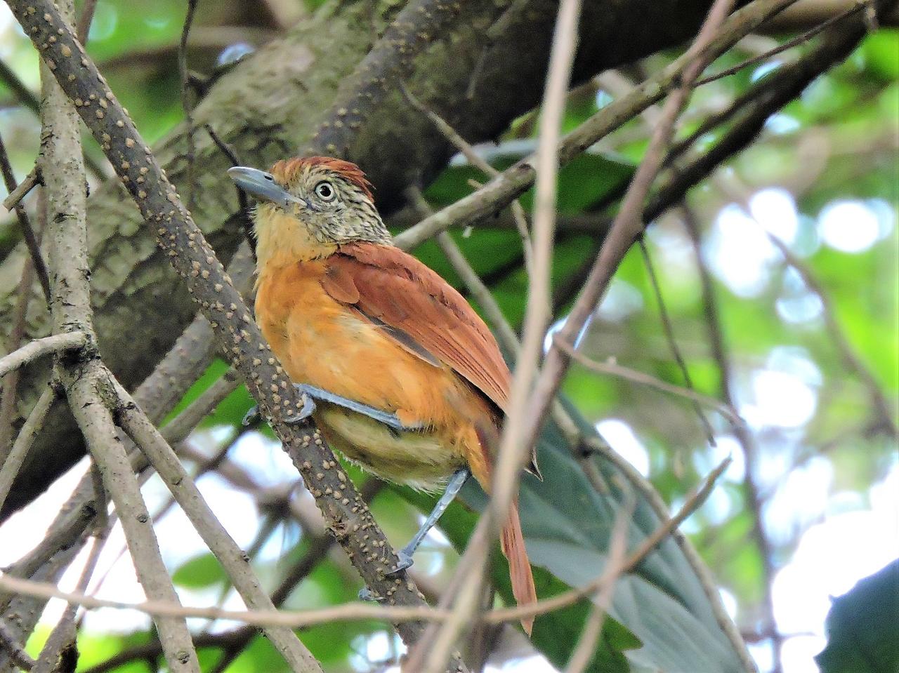 Mais de 80 espécies de aves são identificadas em área do Jardim Botânico de Piracicaba (SP)