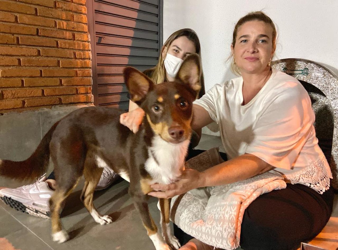 Guarda Civil de Piracicaba (SP) resgata cão que sofria maus-tratos e abusos sexuais