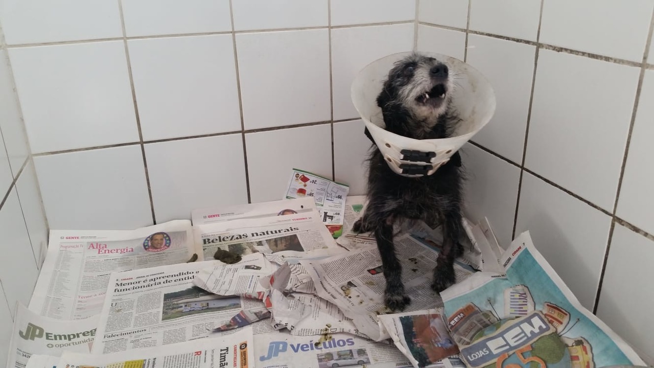 CCZ de Piracicaba (SP) suspende temporariamente agendamento para castração de cães e gatos