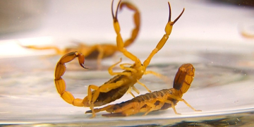 Foto: Prefeitura de Piracicaba/Divulgação