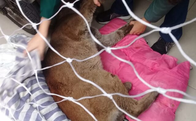 Veja mais fotos da captura da onça-parda encontrada dentro de casa em Piracicaba (SP)