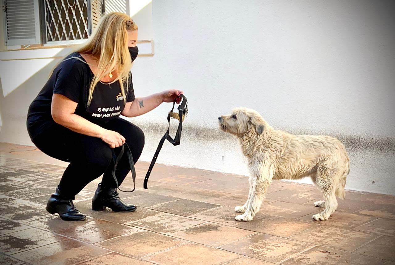 Piracicaba (SP): cachorra que sofria abuso psicológico é resgatada; tutora confessou que não gostava do animal