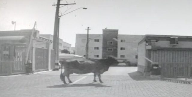 Vaca descontrolada invade condomínio em Piracicaba (SP); veja imagens