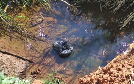 Jovem mata o avô decapitado após idoso estuprar neta de 12 anos