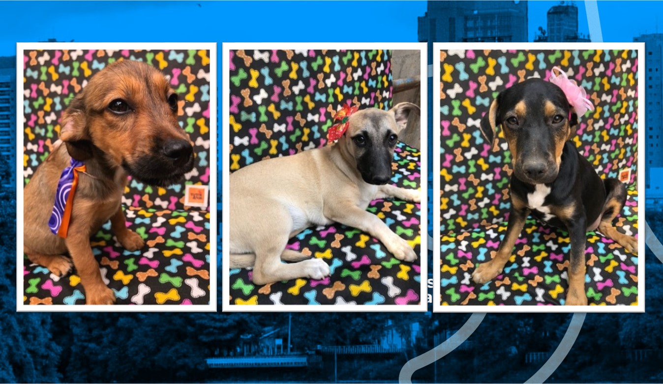 Canil do CCZ de Piracicaba (SP) faz feira para adoção de cães na sexta-feira (01)