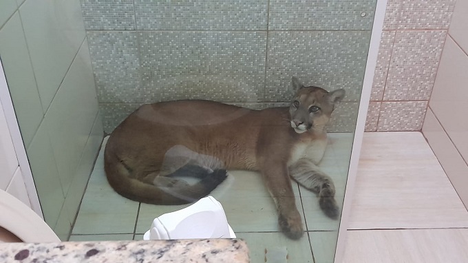 Zoo de Piracicaba (SP) auxilia no resgate de onça-parda encontrada dentro de banheiro de residência