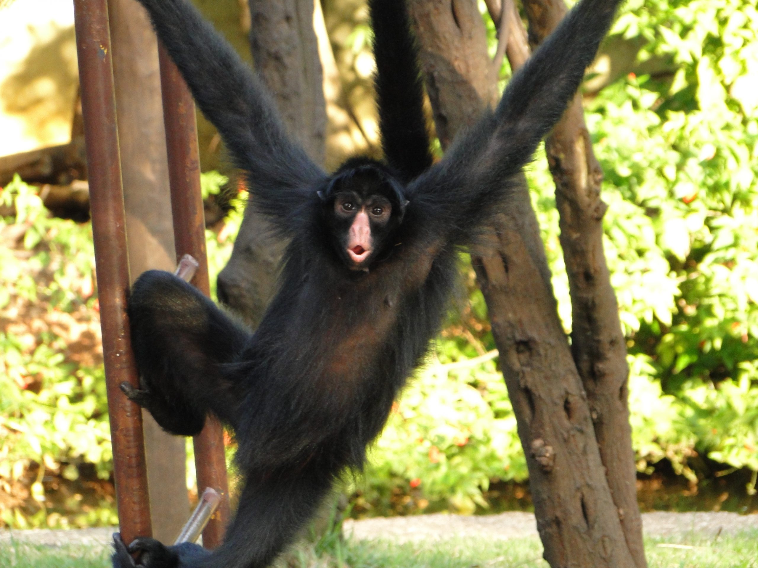 Zoológico realiza atividade educativa sobre primatas para crianças de 8 a 10 anos