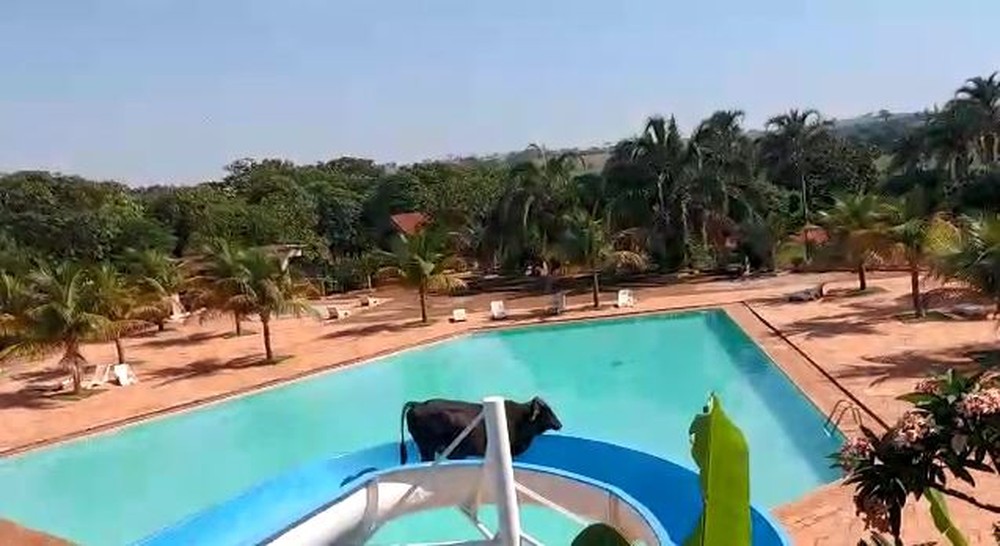 Vaca é flagrada escorregando em toboágua de clube no interior de SP; veja o vídeo