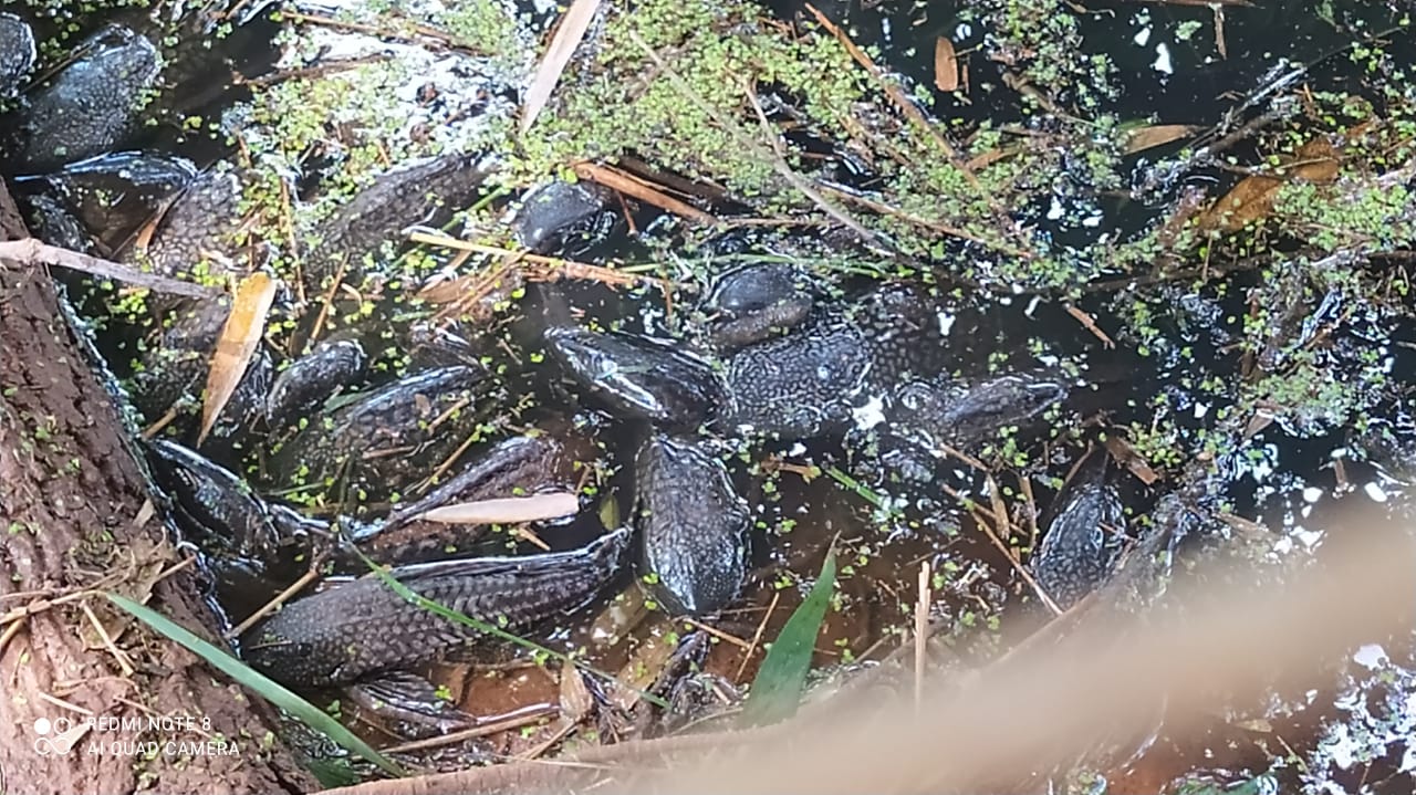 Cetesb aponta causa do aparecimento de vários peixes mortos no Rio Piracicaba