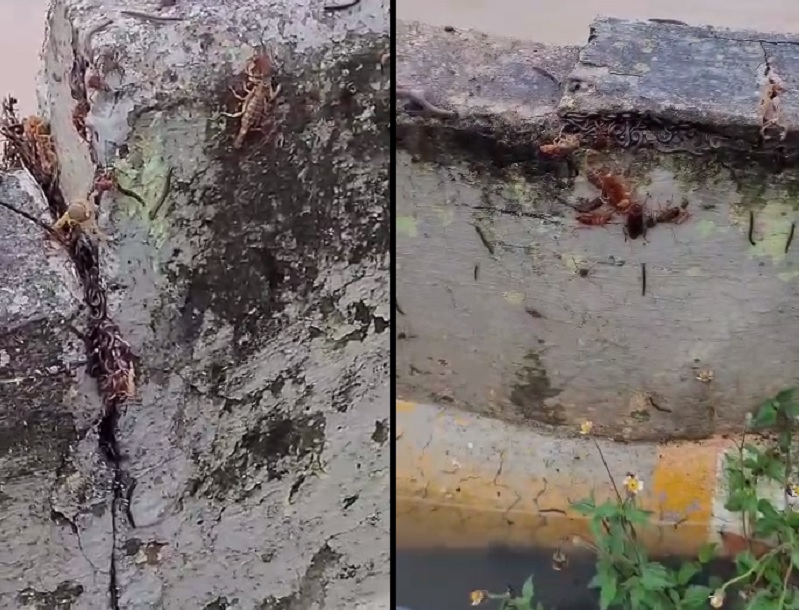 Aranhas e escorpiões aparecem em regiões alagadas de Piracicaba (SP); veja vídeo