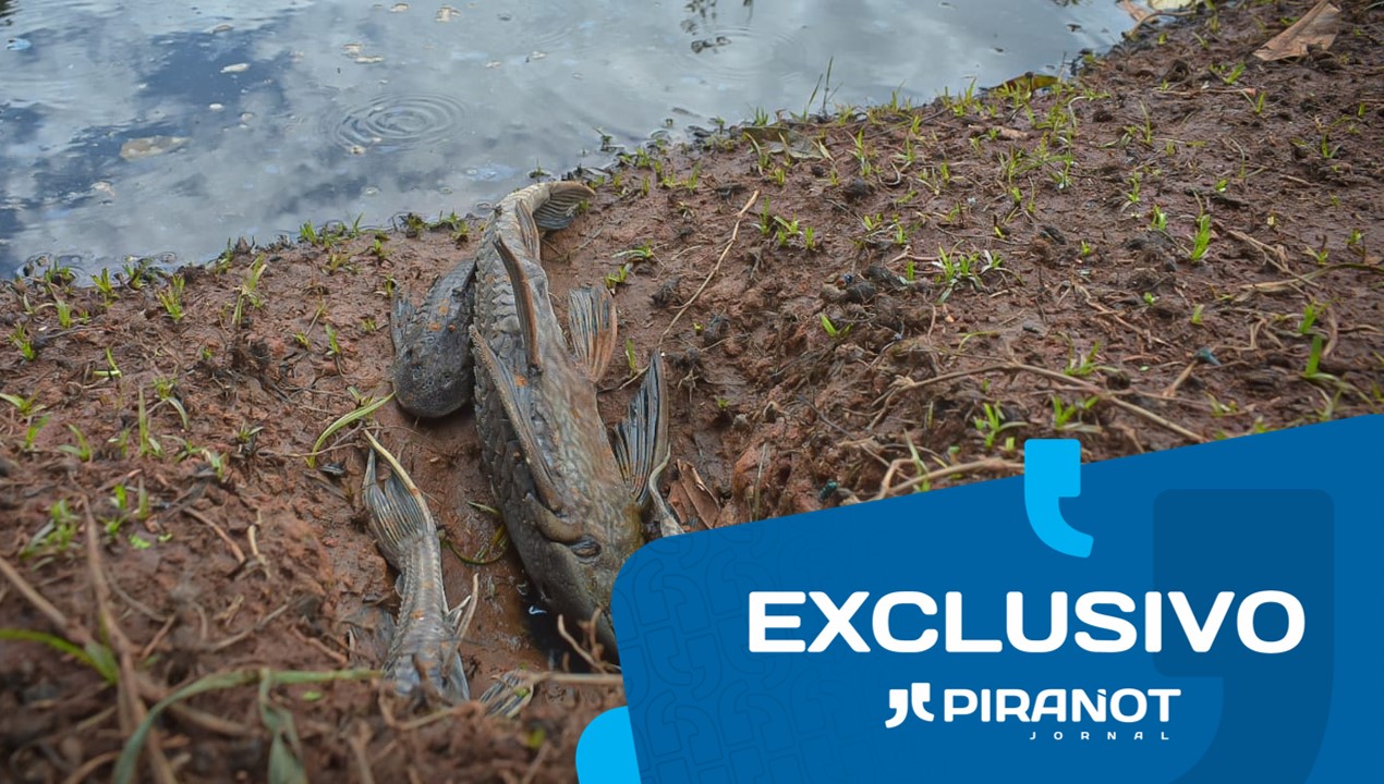 Peixes aparecem agonizando e mortos em dois pontos do Rio Piracicaba; casal tenta salvá-los