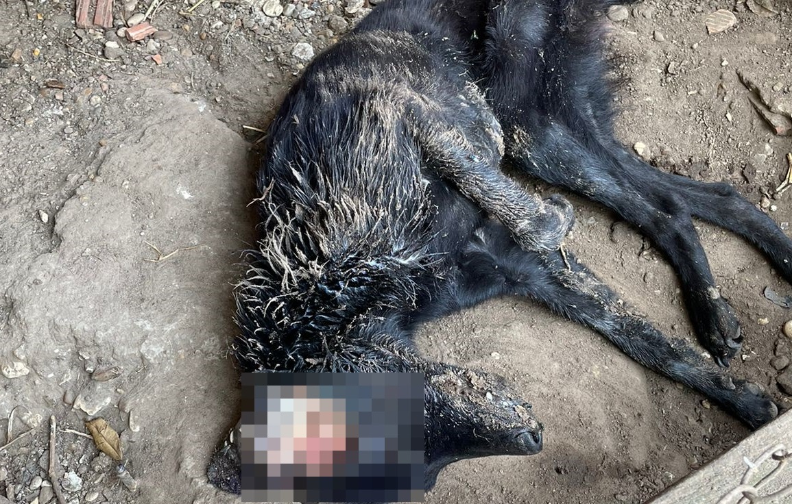 Cachorro é encontrado morto e mais de 30 aves são apreendidas após denúncia em Piracicaba (SP)