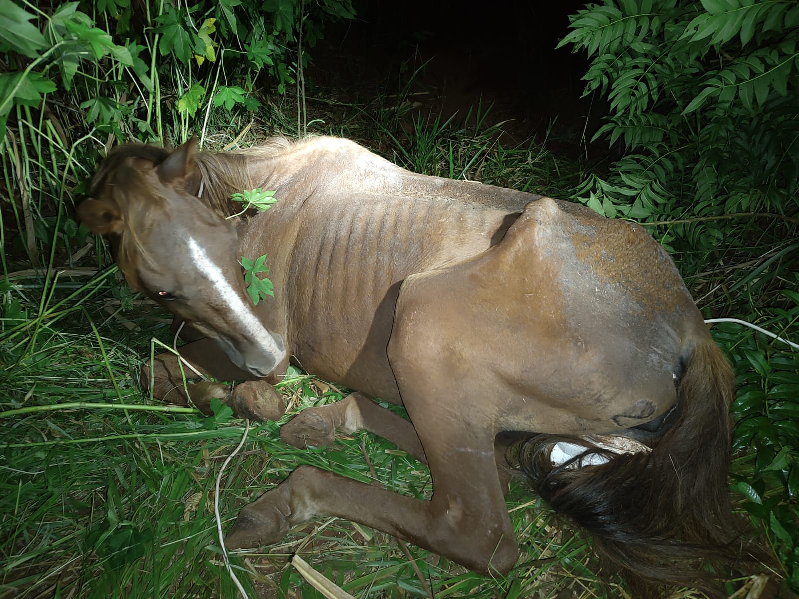 Pelotão Ambiental da Guarda Civil e protetora resgatam égua de situação de maus-tratos em Piracicaba
