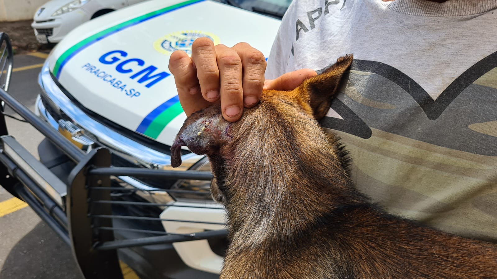 Homem é preso após atirar no cachorro do vizinho em Piracicaba (SP)