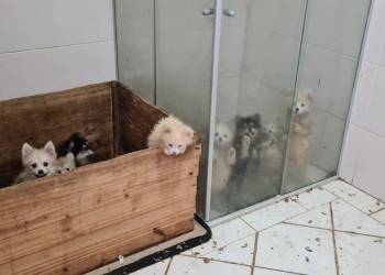 Foto: Wagner Morente