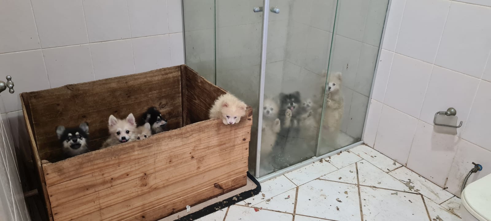 Polícia encontra R$ 33 mil em canil clandestino e resgata 133 cães Lulu da Pomerânia maltratados