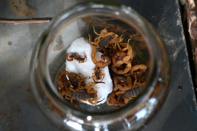 Após quatro anos, CCZ retoma controle populacional de escorpiões nos cemitérios de Piracicaba