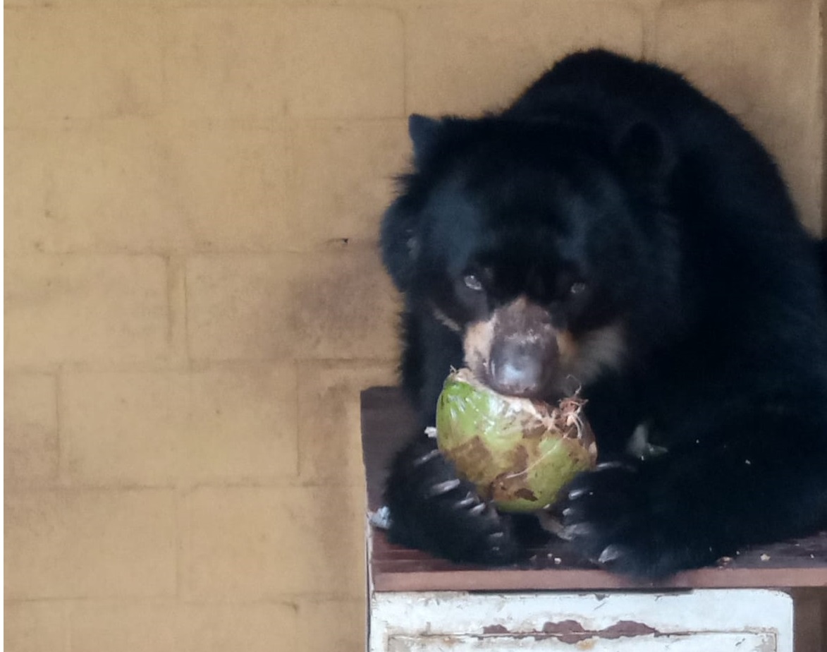 Após quatro anos no Zoológico de Piracicaba, urso Juco vai para novo lar