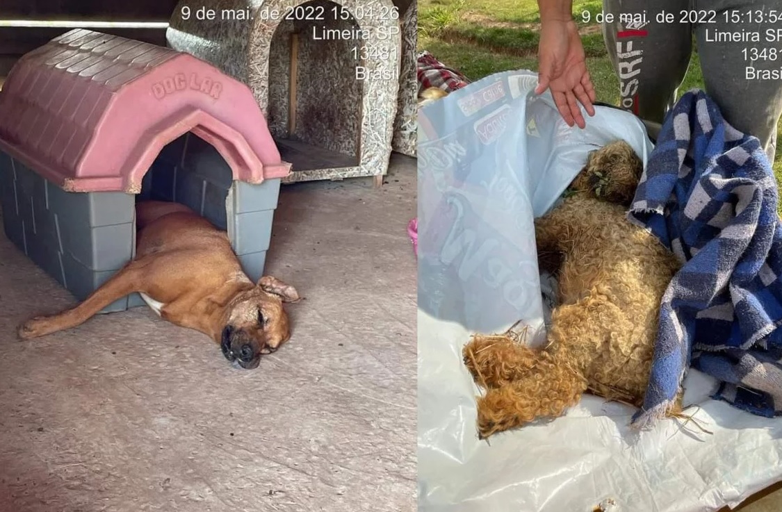 Sete cães são encontrados mortos em chácara na região de Piracicaba; polícia investiga envenenamento