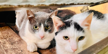 Foto: Wagner Romano / PIRANOT