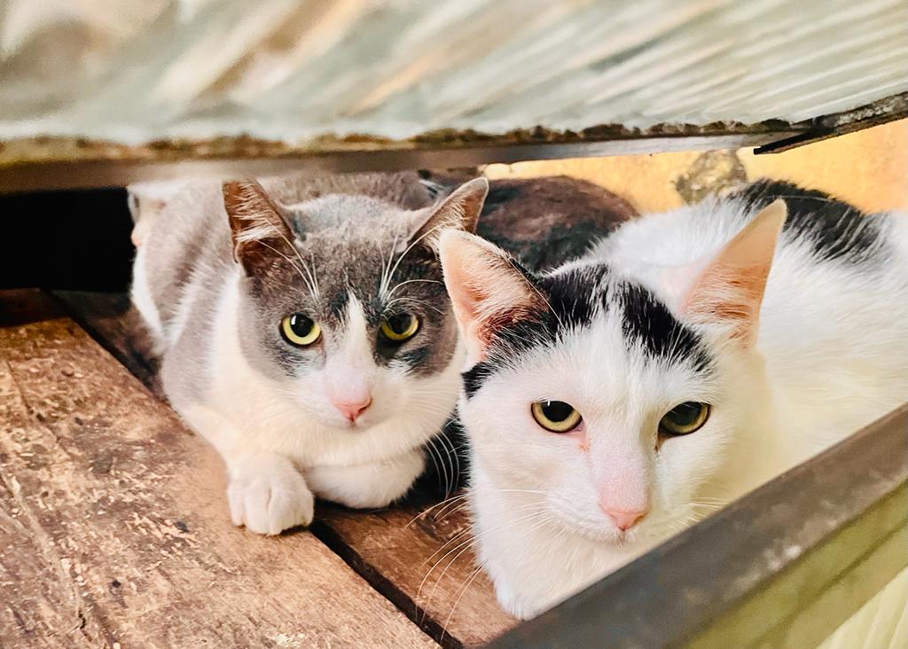 Em Piracicaba, 27 gatos precisam urgentemente de novo lar após morte de tutores
