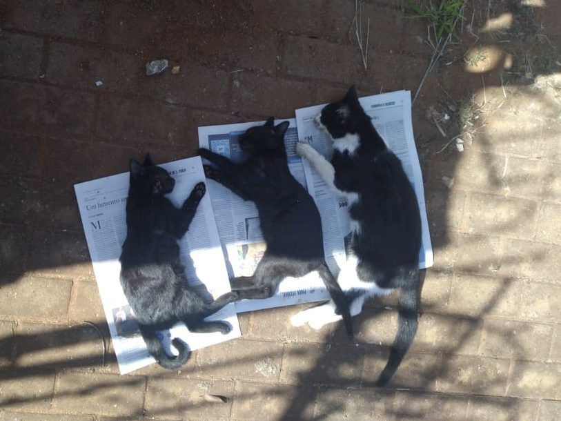 Gatos são encontrados mortos envenenados em praça de Piracicaba e polícia investiga