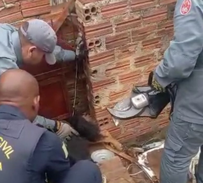Homem é preso em Piracicaba por maus-tratos a 13 cachorros