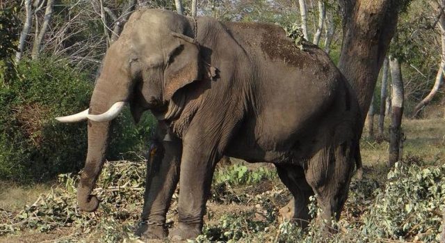 Elefante mata idosa na Índia e no velório pisoteia no cadáver
