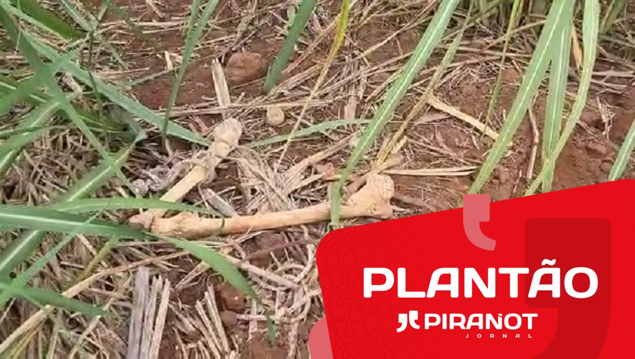Ossada humana acaba de ser localizada em canavial da região de Piracicaba